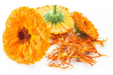 beyaz zemin üzerine Calendula çiçekler.