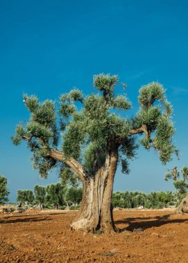 Ön planda eski bir zeytin ağacı olan Akdeniz zeytinliği.