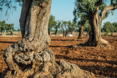 Ön planda eski bir zeytin ağacı olan Akdeniz zeytinliği.