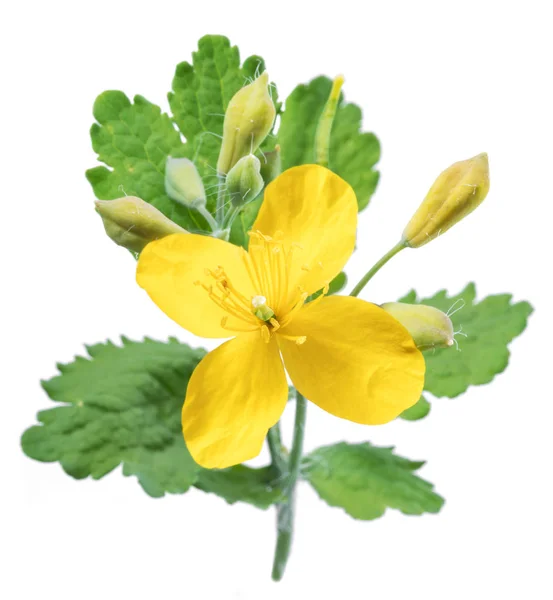 Greater Celandine Yellow Flower Green Leaves White Background — Stock Photo, Image