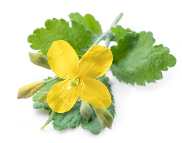 Greater Celandine Yellow Flower Green Leaves White Background — Stock Photo, Image