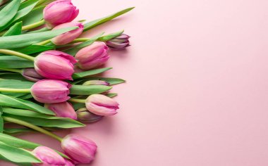 Açık pembe arka planda zarif pembe laleler. Üst görünüm.