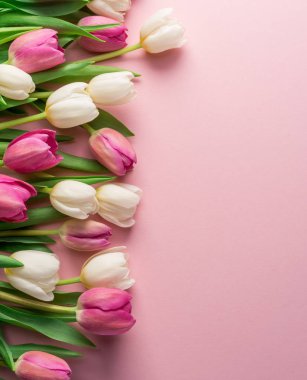 Lightpink arka plan üzerinde beyaz ve Pembe lale. Üstten görünüm.