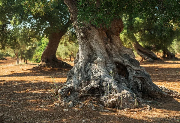 Mediterrane Olijfplantage Met Een Oude Olijfboom Voorgrond — Stockfoto