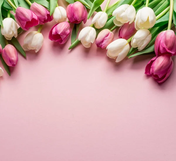 Hvide Lyserøde Tulipaner Lyserød Baggrund Set Fra Oven - Stock-foto
