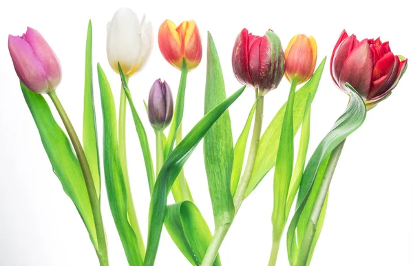 Barevná Kytice Tulipánů Bílém Pozadí Jarní Pozadí — Stock fotografie