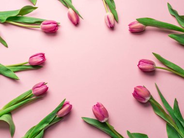 Açık pembe arka planda zarif pembe laleler. Üst görünüm.