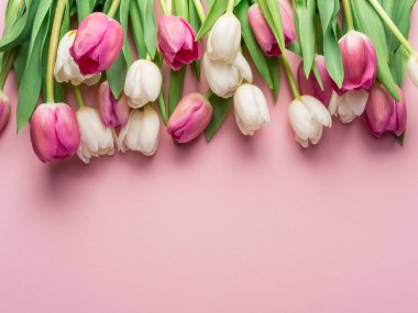 Lightpink arka plan üzerinde beyaz ve Pembe lale. Üstten görünüm.