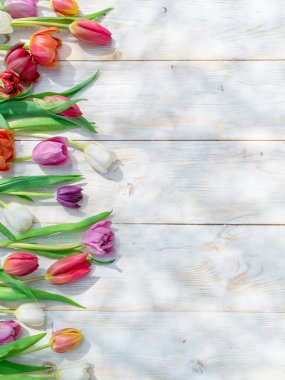 Renkli lale bahar sunlights Beyaz ahşap tablo. Bahar arka plan.