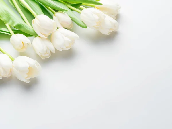 Білі Ніжні Тюльпани Білому Тлі Вид Зверху — стокове фото