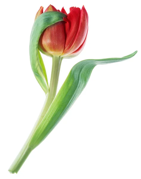 One Red Tulip Flower White Background Top View — Stock Photo, Image