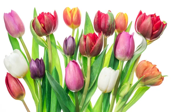 Colorful Bouquet Tulips White Background Spring Background — Stock Photo, Image