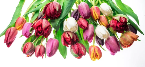 Barevná Kytice Tulipánů Bílém Pozadí Jarní Pozadí — Stock fotografie