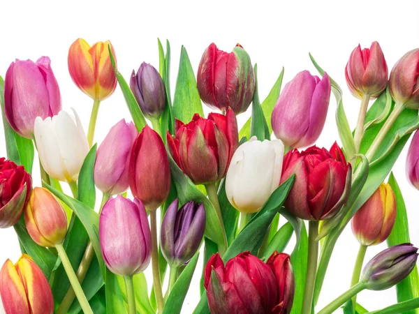 色彩斑斓的郁金香 背景为白色 春季背景 — 图库照片