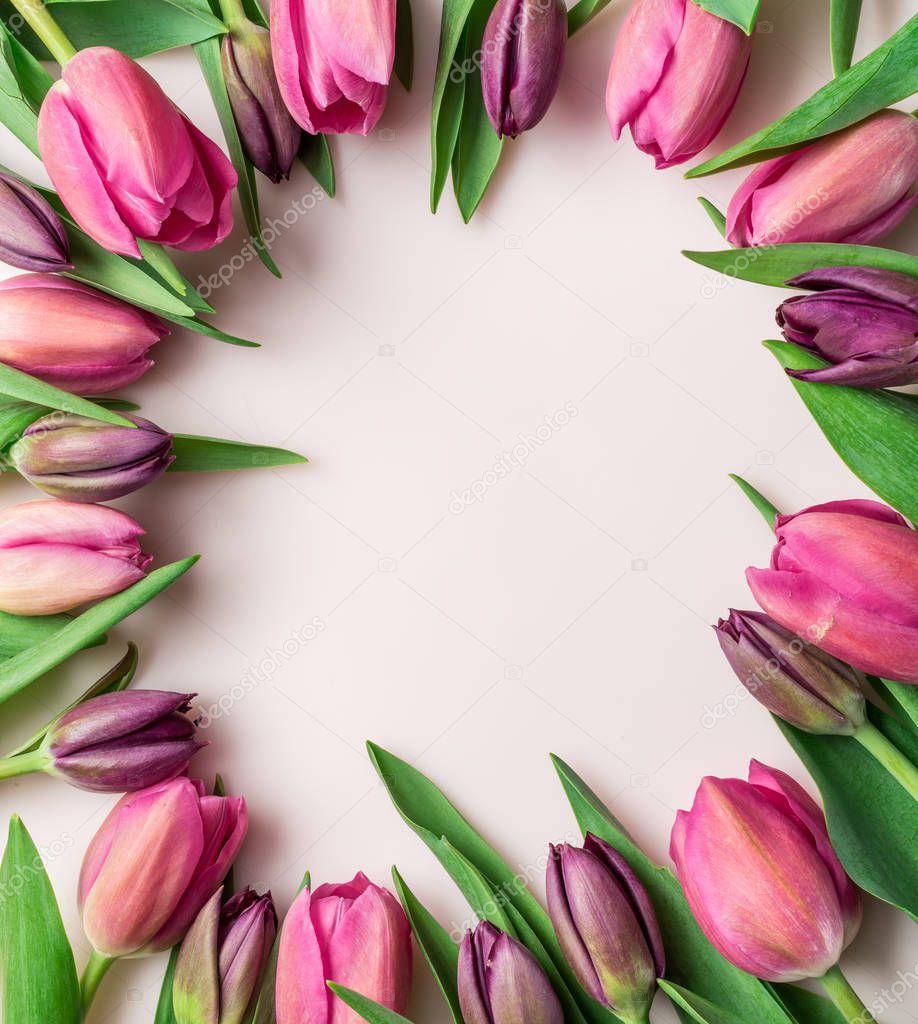 Delicate pink tulips on lightpink background.  Top view.