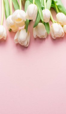 Lightpink arka plan üzerinde beyaz ihale laleler. 