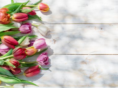 Renkli Lale bahar sunlights Beyaz ahşap tablo. 