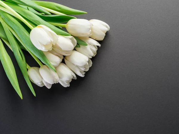 Білі ніжні тюльпани на темно-сірому фоні . — стокове фото