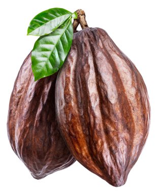 Cocoa pods with cocoa leaves on a white background. Clipping pat clipart