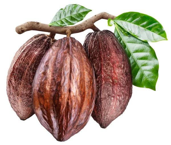 Tres vainas de cacao en la rama con hojas verdes. Conceptual pho — Foto de Stock