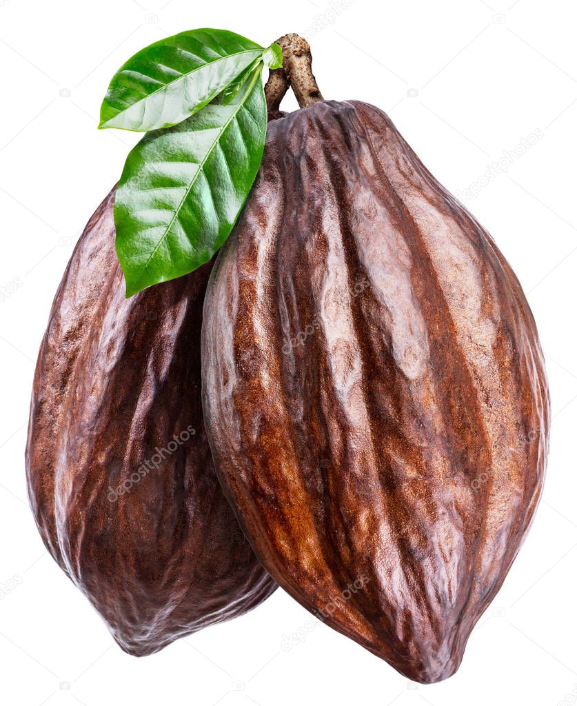 Cocoa pods with cocoa leaves on a white background. Clipping pat