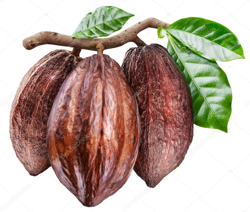 Three cocoa pods on the branch with green leaves. Conceptual pho