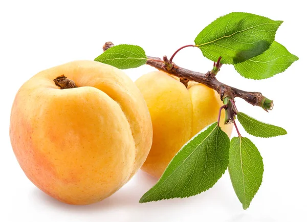 Ripe apricots on a small branch on white background. — Stock Photo, Image