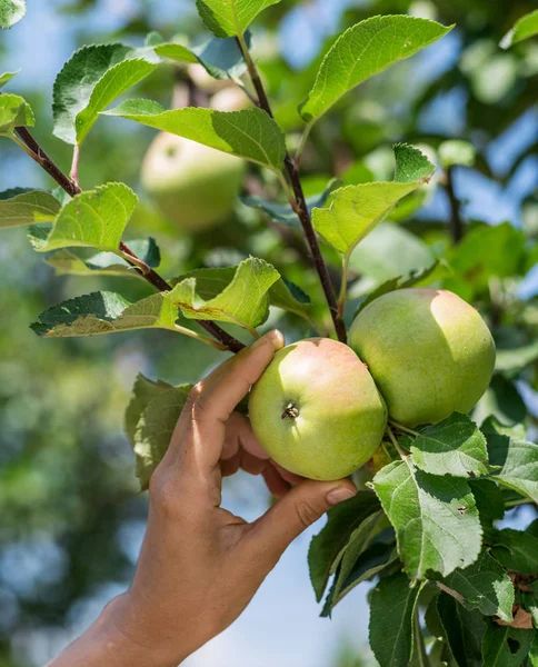 Apple picking. Female hand gathering apple from a tree. — Stock Photo, Image