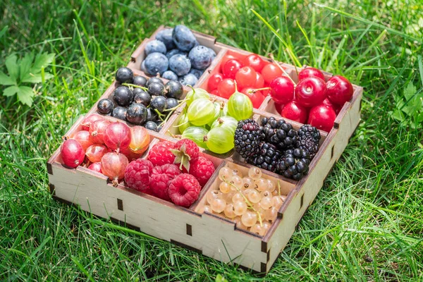 Bayas de verano en caja de madera en la hierba verde. Primer plano . — Foto de Stock