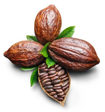 Kakao bakla ve kakao kuru fasulye - çikolata olarak beyaz bir adam