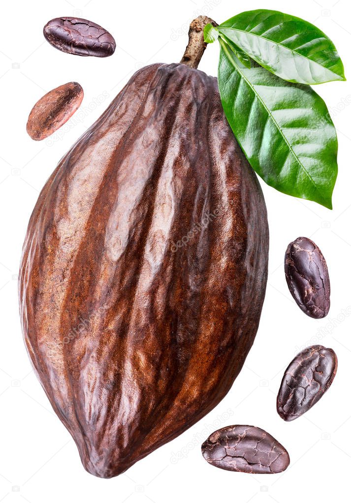 Cocoa pod with cocoa leaves and beans on a white background. Cli