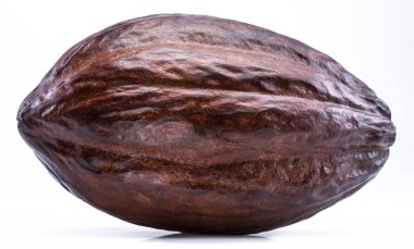 Beyaz bir arka plan üzerinde izole kahverengi kakao pod. 