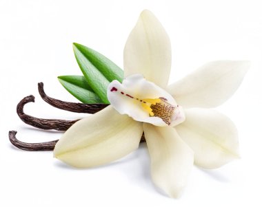 Dried vanilla sticks and orchid vanilla flower isolated on white clipart