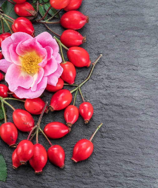 Rosa cadera roja madura sobre fondo de grafito gris. Vista superior . — Foto de Stock