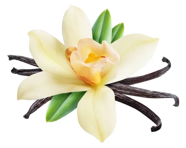 Bastoncini di vaniglia essiccati e fiore di vaniglia orchidea. Il file contiene cl — Foto Stock
