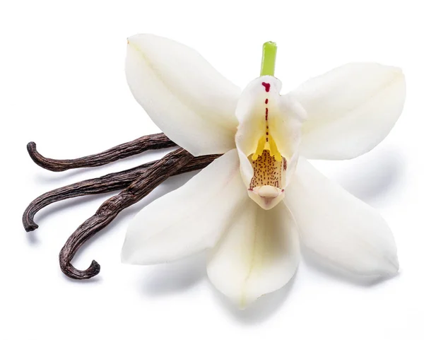 Palitos de vainilla secos y flor de vainilla de orquídea aislada en blanco —  Fotos de Stock