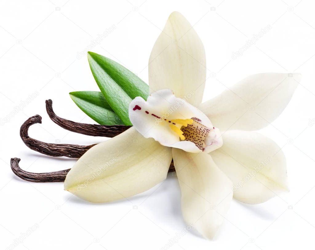 Dried vanilla sticks and orchid vanilla flower isolated on white