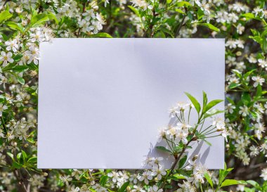 Beyaz kağıt kiraz çiçeği dallarında arasında boş. 