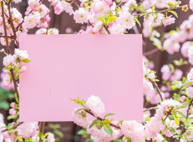 Kağıt çiçek çiçeklenme badem şubeleri arasında boş. Pembe f