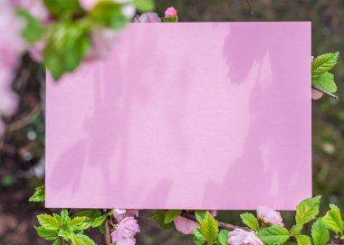 Kağıt çiçek çiçeklenme badem şubeleri arasında boş. Pembe f