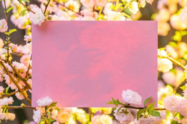 Kağıt çiçek çiçeklenme badem şubeleri arasında boş. Pembe f