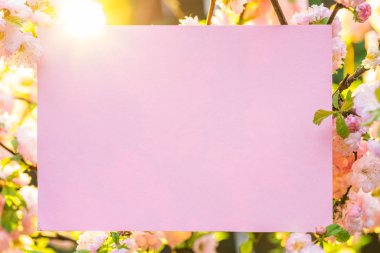 Kağıt çiçek çiçeklenme badem şubeleri arasında boş. Pembe f