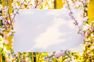 Kağıt çiçek çiçeklenme badem şubeleri arasında boş. Pembe f