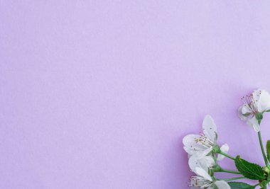 Mor kağıt boş ve üzerine kiraz ağacının çiçekleri. 