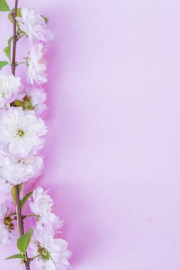 Üzerine badem bitkisinin mor kağıt boş ve güzel çiçekler. 
