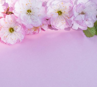 Üzerine badem bitkisinin mor kağıt boş ve güzel çiçekler. 