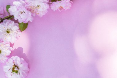 Üzerine badem bitkisinin mor kağıt boş ve güzel çiçekler. 