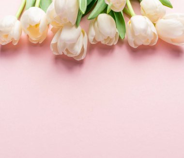 Lightpink arka plan üzerinde beyaz ihale laleler. 