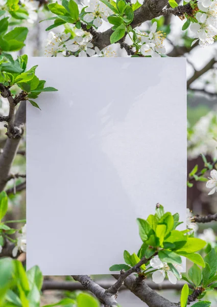 Papier blanc entre les branches de pomme en fleur . — Photo