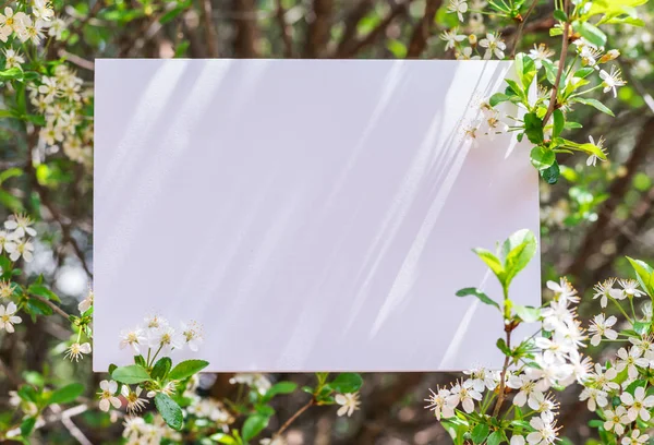 Заготовка паперу між вишневими гілками у цвітіння . — стокове фото